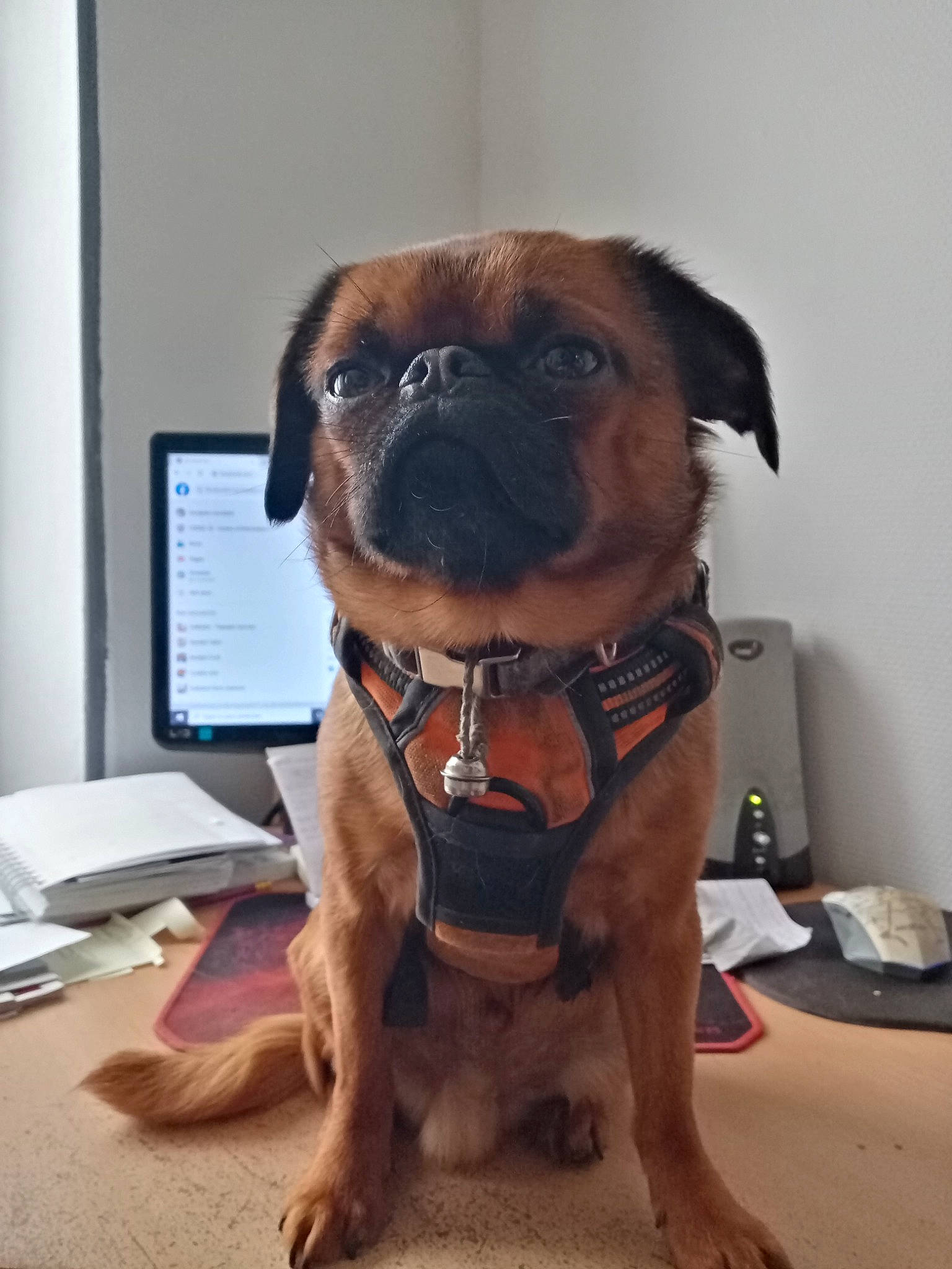 Obama participe au concours pour gagner de l'argent avec cette photo : canidae, carnivore, collar, companion_dog, computer_keyboard, computer_monitor, dog, dog_breed, dog_collar, fawn, fur, input_device, liver, peripheral, pet_supply, snout, sporting_group, whiskers, working_animal, wrinkle