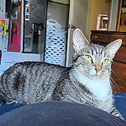 Maleno is registered to the contest to win money with this photo: cat, tabby_cat, indoor, furniture, yellow_eyes, relaxed, pet, animal, fur, whiskers, domestic, household, resting, closeup, portrait, mammal, cute, ears, striped, cozy