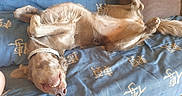 Saphir participe au concours pour gagner de l'argent avec cette photo : dog, pet, animal, lying_down, belly_up, playful, happy, smiling, teeth, paws, tail, fur, collar, bed, blanket, indoors, bedroom, blue, patterned, portrait