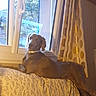 dog, pet, floppy_ears, brown_fur, collar, lying_down, blanket, bed, window, curtain, indoors, home, portrait, animal, canine, looking_at_camera, relaxed, cozy, daylight, furniture