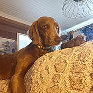 Saphir participe au concours pour gagner de l'argent avec cette photo : dog, brown_dog, pet, animal, canine, portrait, indoors, home, blanket, plush_blanket, stuffed_animal, couch, relaxing, lying_down, collar, long_ears, brown_fur, living_room, ceiling_light, cozy