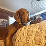 dog, brown_dog, pet, animal, canine, portrait, indoors, home, blanket, plush_blanket, stuffed_animal, couch, relaxing, lying_down, collar, long_ears, brown_fur, living_room, ceiling_light, cozy