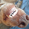 Saphir a rejoint le concours — aidez-le/la à gagner de superbes lots ! dog, canine, muzzle, nose, teeth, smile, whiskers, fur, close_up, portrait, animal, pet, brown_fur, toothy_grin, happy, funny, macro, blue_background, indoors, photography