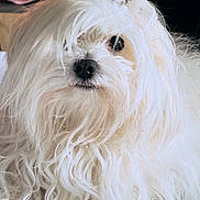 Oriu participe au concours pour gagner de l'argent avec cette photo : dog, white, fluffy, long_hair, pet, animal, cute, fur, indoors, closeup, face, nose, eye, portrait, mammal, companion, domestic_animal, whiskers, soft, curly_hair