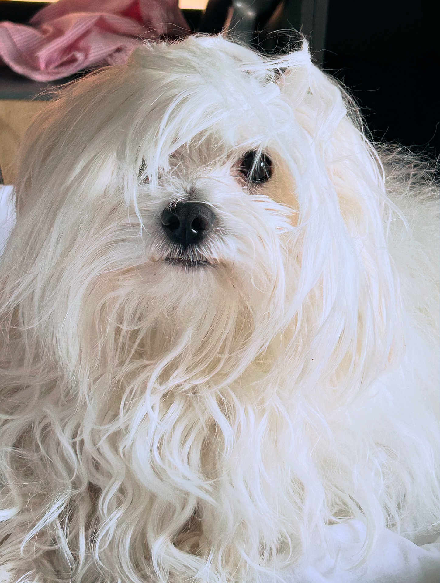 Oriu participe au concours pour gagner de l'argent avec cette photo : dog, white, fluffy, long_hair, pet, animal, cute, fur, indoors, closeup, face, nose, eye, portrait, mammal, companion, domestic_animal, whiskers, soft, curly_hair