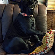 Zora is registered to the contest to win money with this photo: dog, black_dog, collar, pink_collar, recliner, leather_chair, pillow, floral_pillow, pom_poms, indoor, wooden_blinds, wood_paneling, pet, seated, resting_paw, cozy, furniture, animal, companion, relaxing