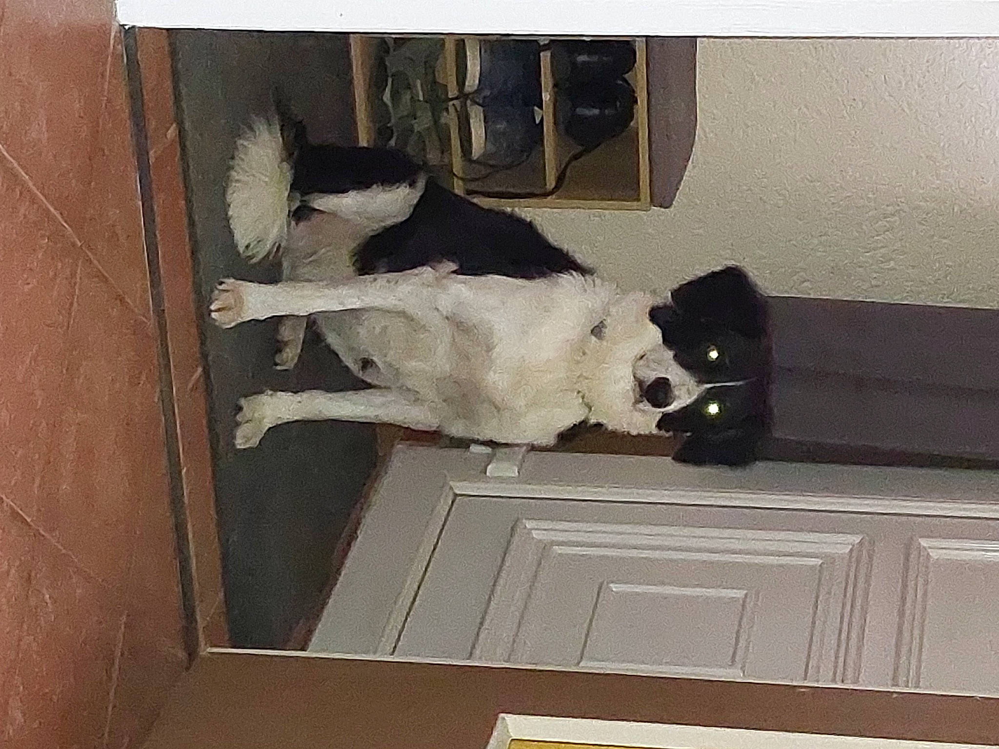 Neptune a rejoint le concours — aidez-le/la à gagner de superbes lots ! art, carnivore, companion_dog, dog, dog_breed, door, floor, flooring, fur, grey, hardwood, home_door, rectangle, room, small_to_medium_sized_cats, tail, tints_and_shades, vehicle, vehicle_door, wood