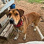 animal, bandana, brown_dog, bucket, canine, collar, curious, daylight, dirt_ground, dog, domestic_animal, ear, grass, log, nature, outdoor, pet, snout, tail, wooden_porch