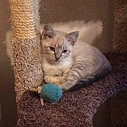 Spooky joined the competition — help win amazing prizes! animal, blue_toy, carpet, cat, cat_tree, cozy, cute, domestic_animal, ears, feline, fur, indoor, kitten, paws, pet, relaxed, resting, small, toy, whiskers