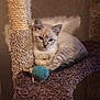 animal, blue_toy, carpet, cat, cat_tree, cozy, cute, domestic_animal, ears, feline, fur, indoor, kitten, paws, pet, relaxed, resting, small, toy, whiskers