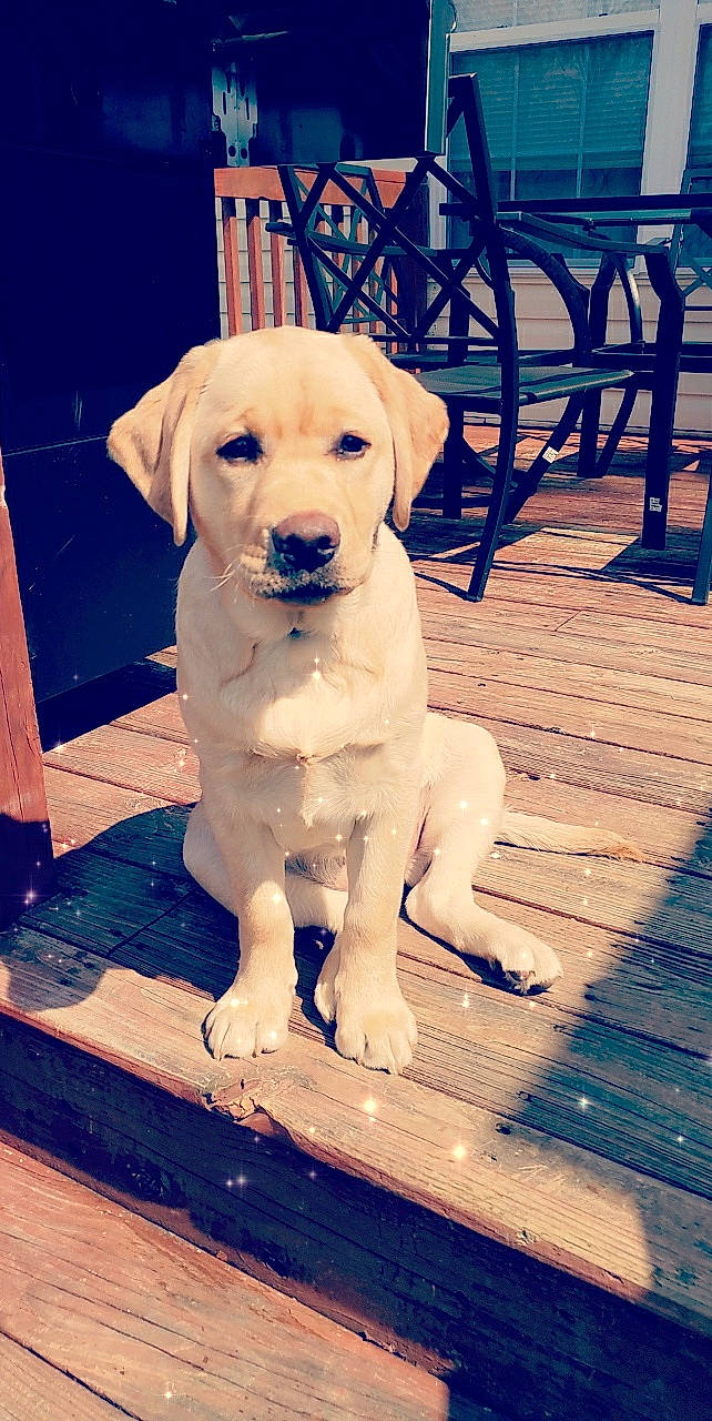 Avery is registered to the contest to win money with this photo: beagador, canidae, carnivore, companion_dog, dog, dog_breed, fawn, golden_retriever, labrador_retriever, mammal, puppy, retriever, snout, sporting_group, vertebrate
