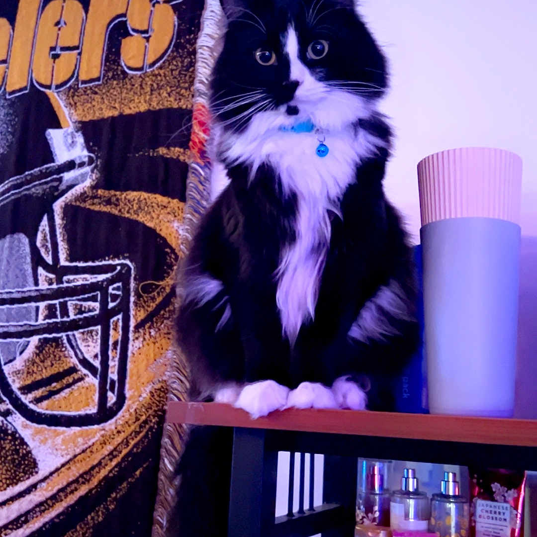 Annubus joined the competition — help win amazing prizes! animal, architecture, beverage, bottle, building, cat, coffee, coffeecup, cosmetics, cup, furniture, indoors, kitten, livingroom, manx, perfume, pet, room, shelf, table