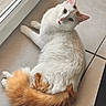 cat, white_cat, ginger_cat, furry, fluffy_tail, pet, animal, lying_down, relaxed, indoors, tile_floor, window, portrait, closeup, whiskers, pink_nose, green_eyes, orange_markings, curled_tail, cute