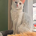 Kiwimel Issa