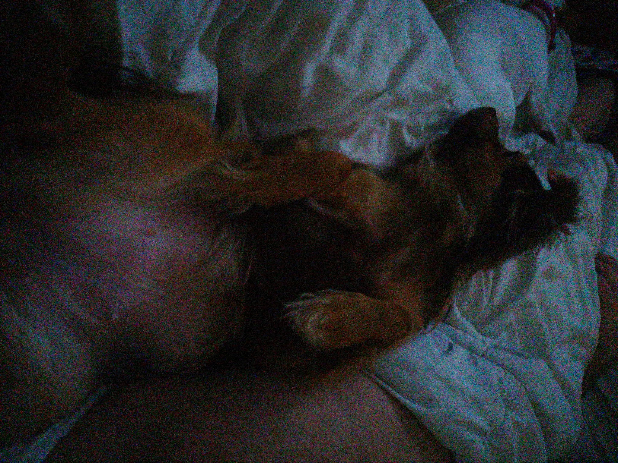 Arizona a rejoint le concours — aidez-le/la à gagner de superbes lots ! canidae, carnivore, comfort, companion_dog, dog, dog_breed, fawn, felidae, fur, hardwood, liver, nap, paw, small_to_medium_sized_cats, sporting_group, tail, terrestrial_animal, whiskers