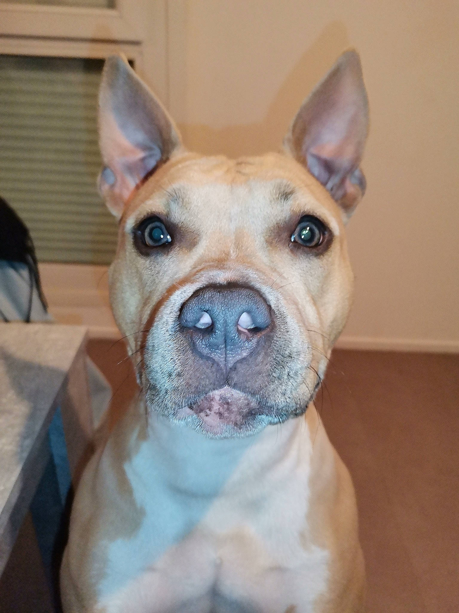 Raïna participe au concours pour gagner de l'argent avec cette photo : ancient_dog_breeds, canidae, carnivore, collar, companion_dog, dog, dog_breed, ear, fawn, fur, non_sporting_group, puppy, snout, sporting_group, terrestrial_animal, toy_dog, whiskers, wood, working_animal