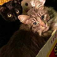 Cloudy joined the competition — help win amazing prizes! black_cat, box, cardboard_box, cat, cats, close_up, cozy, curled_up, feline, fur, indoor, looking_at_camera, peeking, pet, sibling_pets, tabby_cat, trio, whiskers, white_cat, yellow_eyes