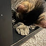 Sniffy is registered to the contest to win money with this photo: cat, tabby, sleeping, paw, fur, striped, pet, animal, cozy, resting, indoor, closeup, carpet, black_surface, whiskers, cute, feline, relaxed, napping, domestic_cat