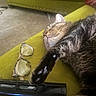 Sniffy joined the competition — help win amazing prizes! cat, tabby, sleeping, paw, remote_control, glasses, couch, green, furniture, indoor, relaxation, pet, whiskers, fur, closeup, cozy, resting, home, lazy, comfortable