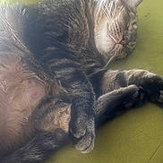 Sniffy joined the competition — help win amazing prizes! cat, tabby, sleeping, pet, animal, feline, whiskers, paw, fur, cushion, green, relaxation, indoor, cozy, rest, cute, closeup, nap, domestic_animal, soft