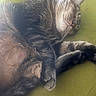cat, tabby, sleeping, pet, animal, feline, whiskers, paw, fur, cushion, green, relaxation, indoor, cozy, rest, cute, closeup, nap, domestic_animal, soft