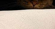 Sniffy is registered to the contest to win money with this photo: cat, animal, pet, blanket, fabric, fur, whiskers, closeup, indoor, hidden, dim_light, curious, soft_texture, resting, dark, shadow, nose, eye, whisker, cozy