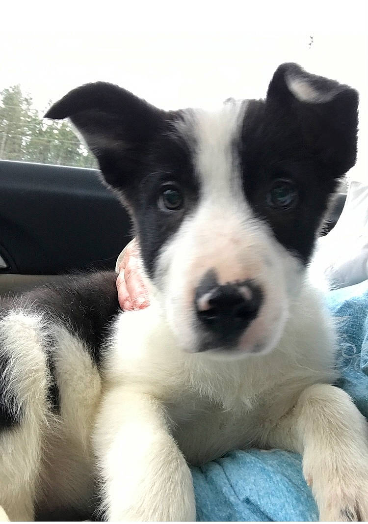 Buddy is registered to the contest to win money with this photo: borador, canidae, carnivore, companion_dog, dog, dog_breed, fur, herding_dog, non_sporting_group, paw, puppy, snout, sporting_group, tail, terrestrial_animal, whiskers, working_animal, working_dog