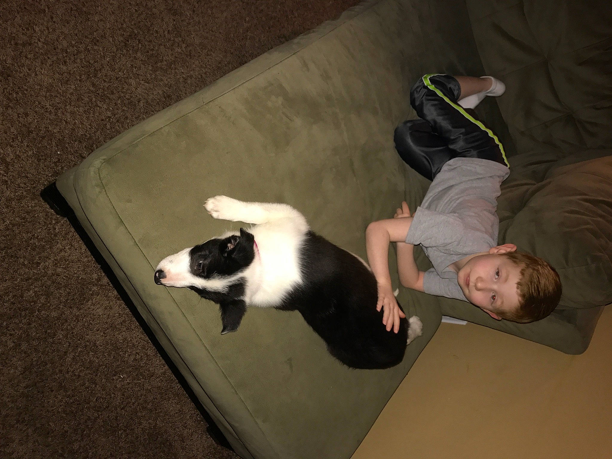 Buddy joined the competition — help win amazing prizes! canidae, carnivore, cat, comfort, companion_dog, dog_breed, elbow, felidae, floor, flooring, formal_wear, fun, fur, hardwood, knee, lap, small_to_medium_sized_cats, sporting_group, tail, whiskers