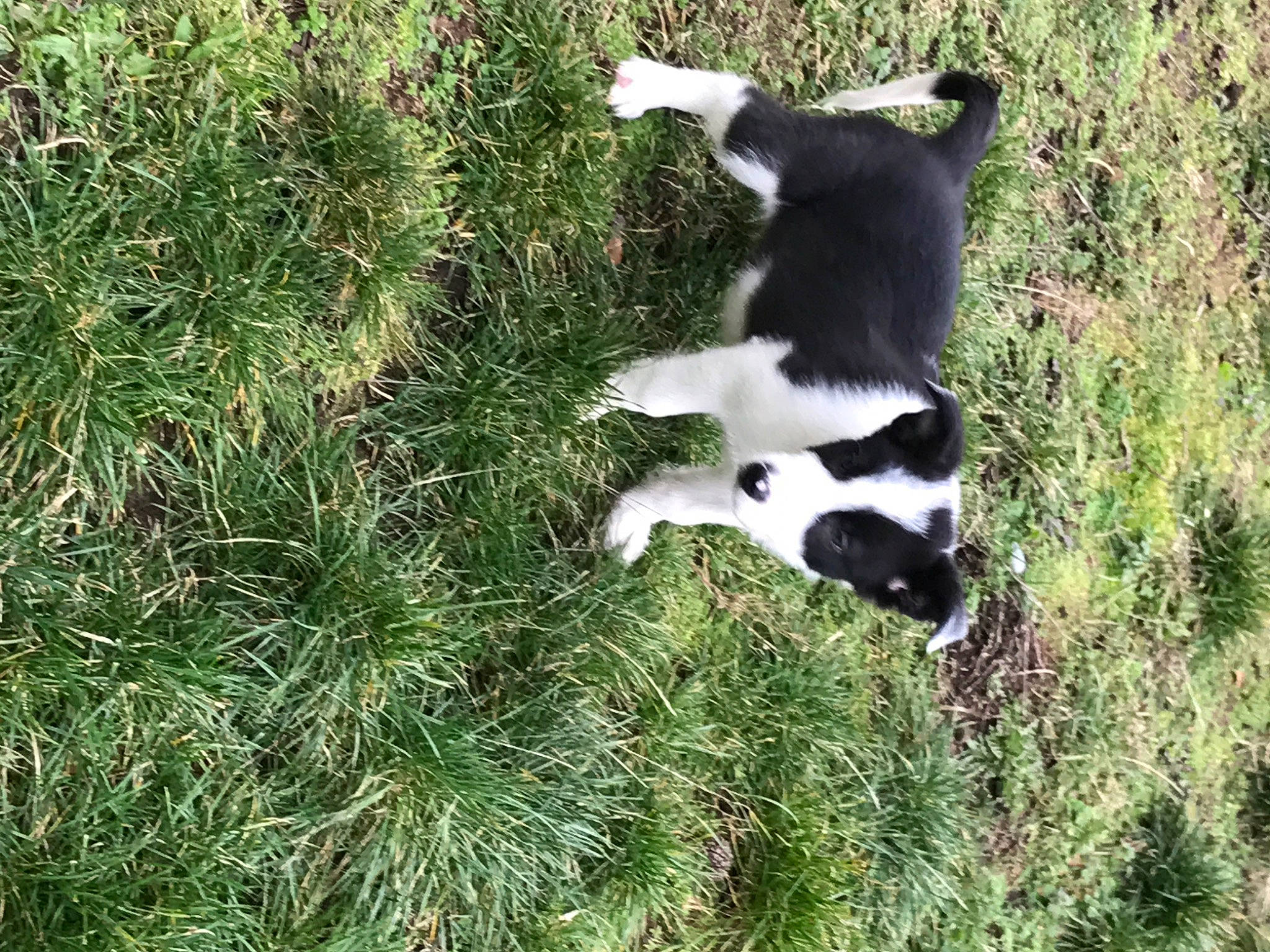 Buddy joined the competition — help win amazing prizes! canidae, carnivore, companion_dog, conifer, dog_breed, fur, grass, grassland, groundcover, herding_dog, non_sporting_group, pasture, plant, soil, sporting_group, tail, terrestrial_animal, wildlife, working_animal