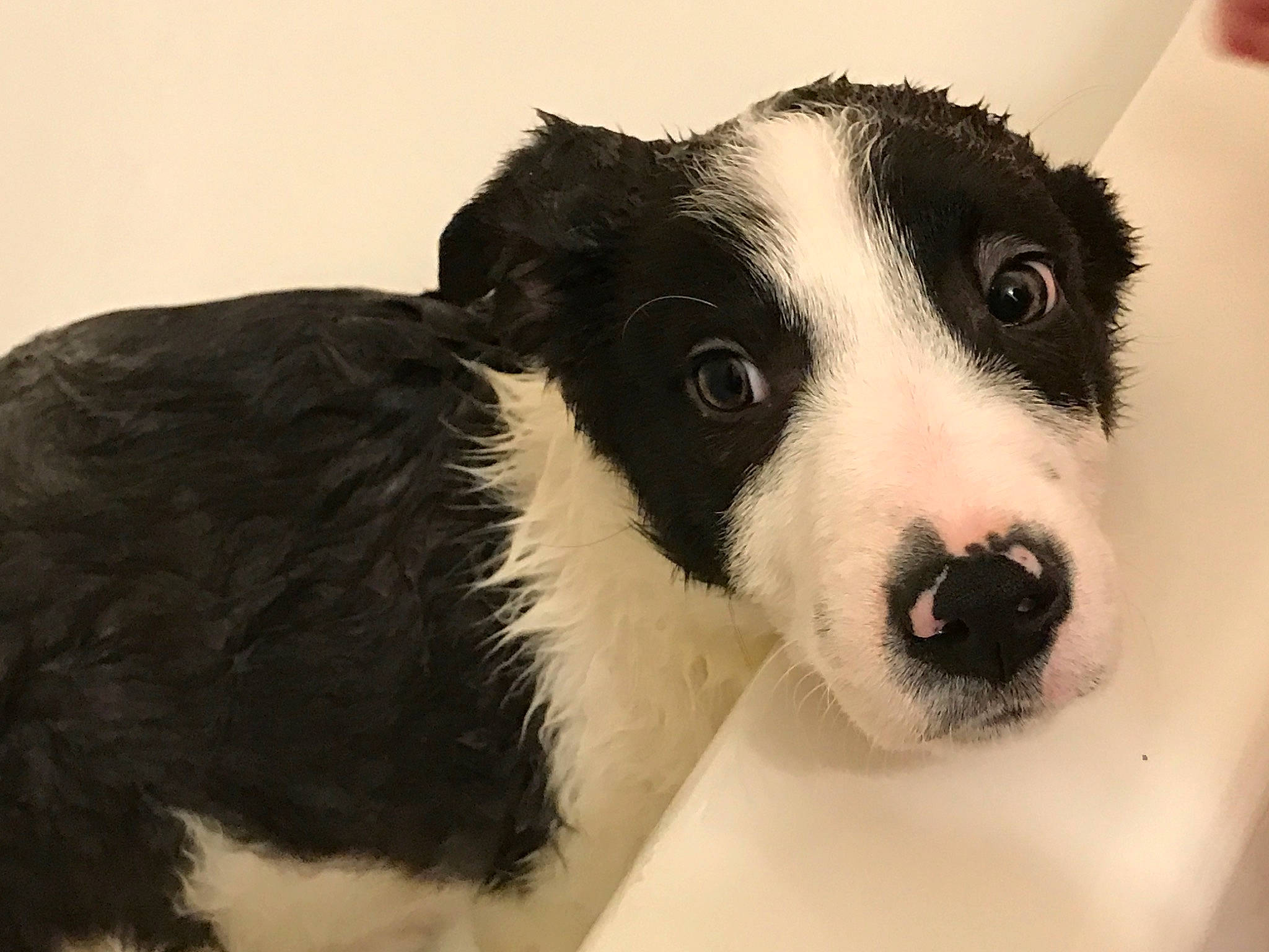 Buddy is registered to the contest to win money with this photo: ancient_dog_breeds, australian_collie, border_collie, canidae, carnivore, collar, companion_dog, dog, dog_breed, fur, herding_dog, non_sporting_group, puppy, sporting_group, terrestrial_animal, texas_heeler, whiskers, working_animal, working_dog