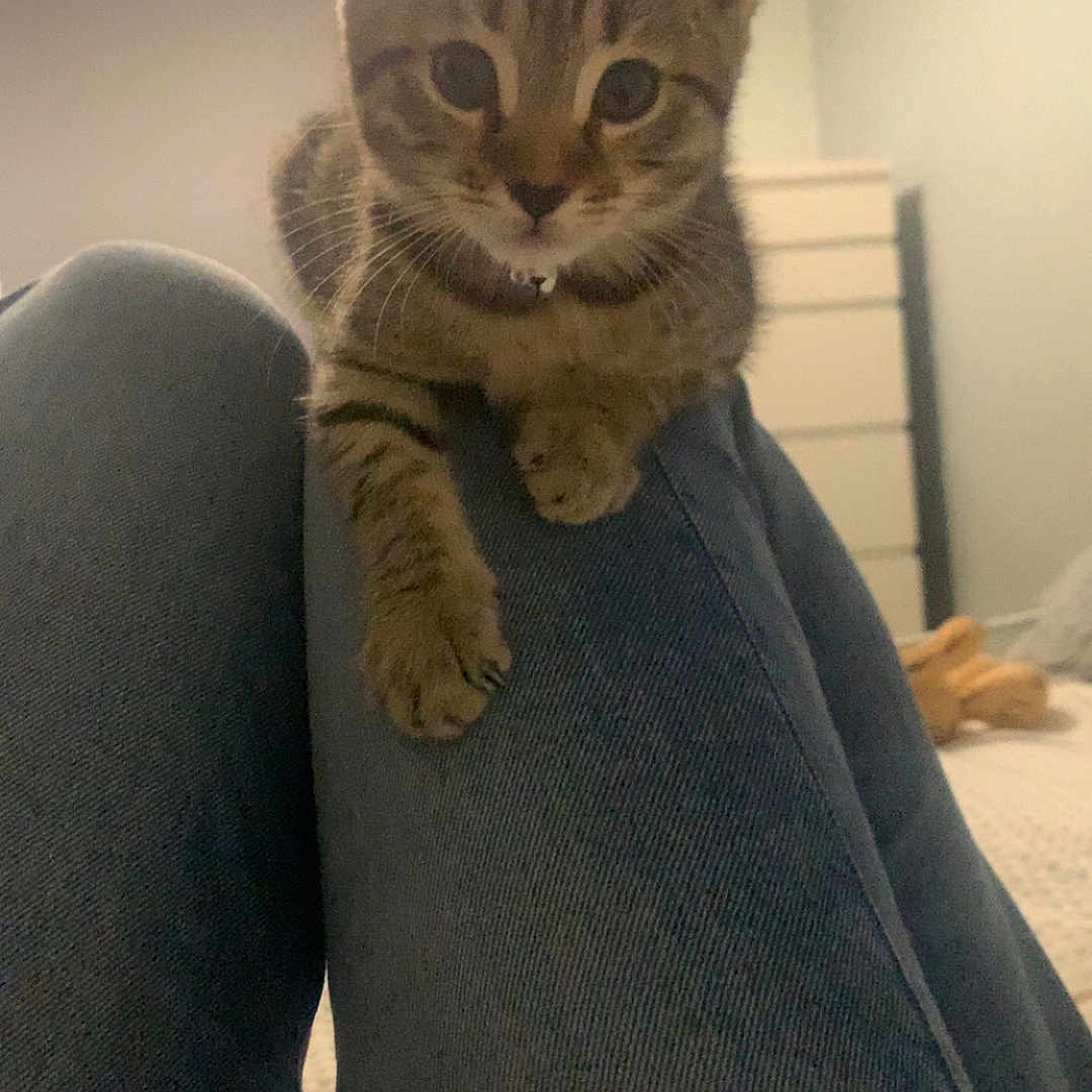 Tinkerbell is registered to the contest to win money with this photo: abyssinian, animal, bed, bedroom, blanket, cat, clothing, couch, furniture, homedecor, indoors, jeans, kitten, lighting, linen, manx, pants, person, pet, room