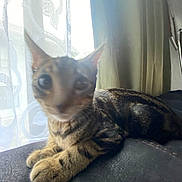 Mario joined the competition — help win amazing prizes! animal, background, blur, cat, close_up, cozy, curtain, domestic_cat, furniture, indoor, light, paw, pet, relaxing, resting, shadow, soft, striped, tabby, window