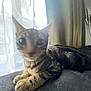 animal, background, blur, cat, close_up, cozy, curtain, domestic_cat, furniture, indoor, light, paw, pet, relaxing, resting, shadow, soft, striped, tabby, window
