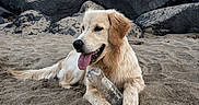 Neïko a rejoint le concours — aidez-le/la à gagner de superbes lots ! dog, golden_retriever, sand, beach, rocks, plastic_bottle, tongue_out, outdoor, animal, pet, playful, relaxed, nature, sunlight, canine, mammal, daytime, water_bottle, lying_down, happy