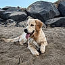dog, golden_retriever, sand, beach, rocks, plastic_bottle, tongue_out, outdoor, animal, pet, playful, relaxed, nature, sunlight, canine, mammal, daytime, water_bottle, lying_down, happy