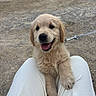 golden_retriever, puppy, dog, pet, leash, smiling, happy, outdoor, person, lap, fur, cute, animal, canine, tongue_out, young, friendly, light_brown, sitting, playful