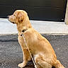 dog, golden_retriever, leash, sitting, outdoor, driveway, pavement, pet, canine, waiting, collar, fur, animal, side_view, calm, domestic, house, garage, daytime, quiet