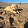 puppy, dog, golden_retriever, beach, sand, stick, outdoor, sunlight, animal, pet, cute, young_dog, nature, daytime, fur, playing, lying_down, canine, sky, relaxing