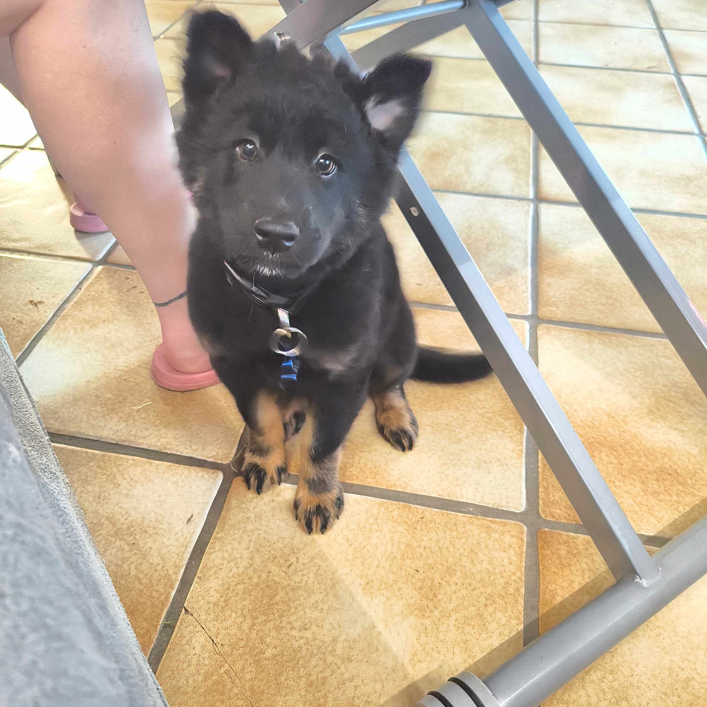 Noopy participe au concours pour gagner de l'argent avec cette photo : accessories, animal, ankle, barefoot, bodypart, canine, dog, finger, furniture, hand, hardwood, husky, indoors, interiordesign, person, pet, plywood, puppy, strap, wood