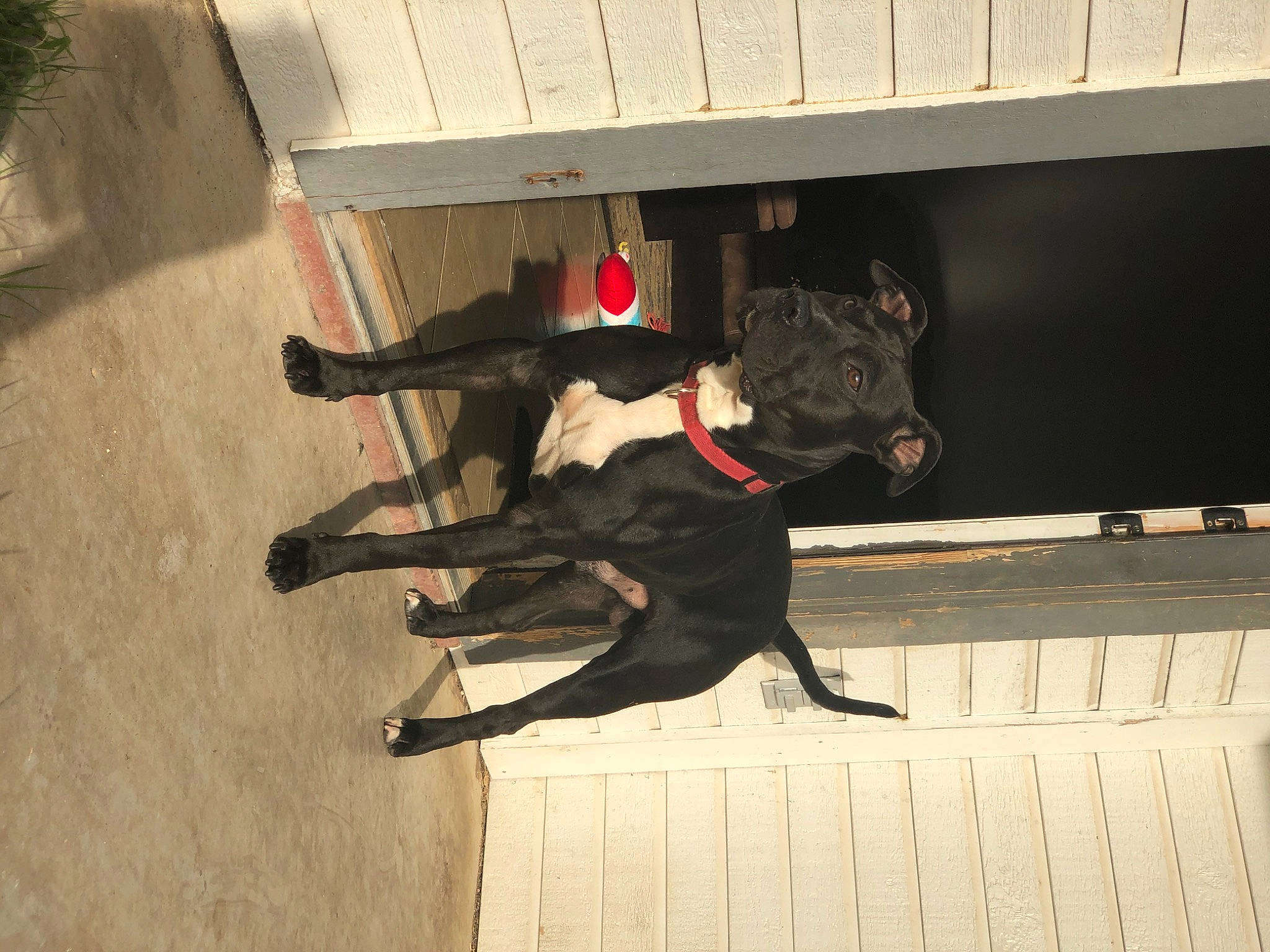 Rider joined the competition — help win amazing prizes! canidae, carnivore, dog, dog_breed, guard_dog, non_sporting_group, patterdale_terrier, sporting_group