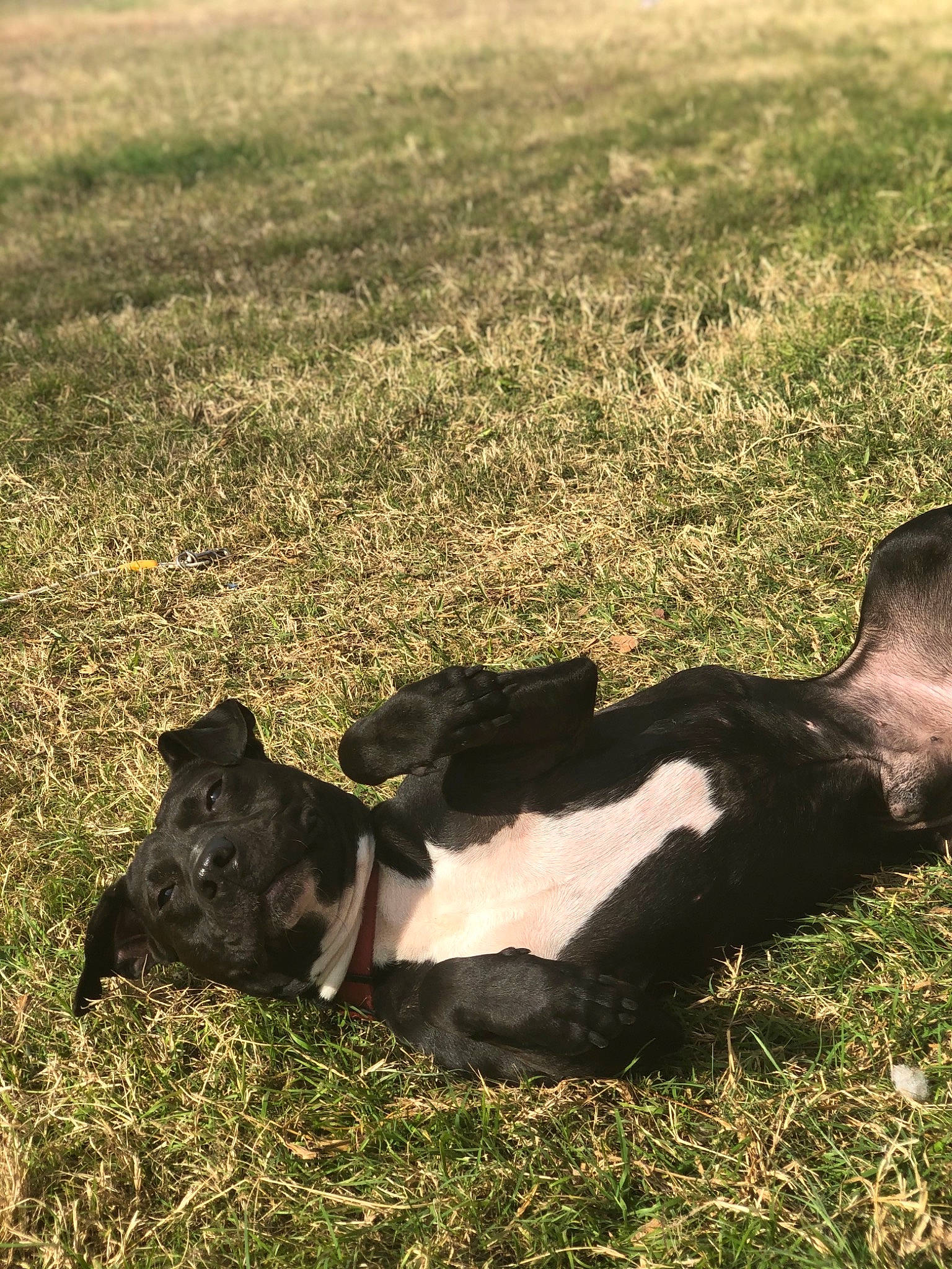 Rider joined the competition — help win amazing prizes! bovine, calf, canidae, carnivore, dairy_cow, dog_breed, farm, fodder, grass, grassland, grazing, livestock, meadow, non_sporting_group, pasture, plant