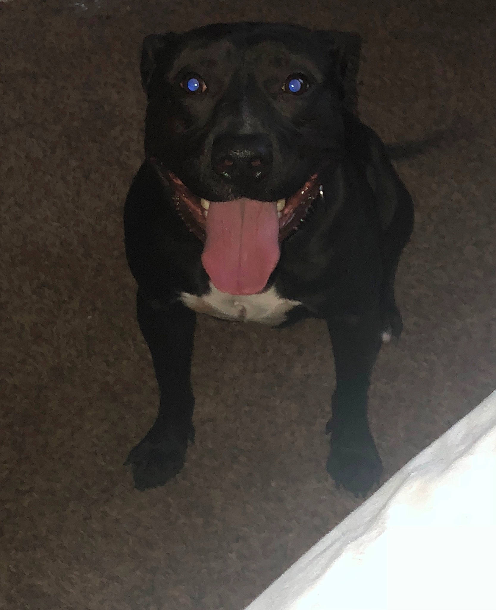 Rider joined the competition — help win amazing prizes! american_pit_bull_terrier, american_staffordshire_terrier, bandog, beagador, borador, cane_corso, canidae, carnivore, dog, dog_breed, fawn, guard_dog, mammal, non_sporting_group, pit_bull, snout, sporting_group, staffordshire_bull_terrier, vertebrate