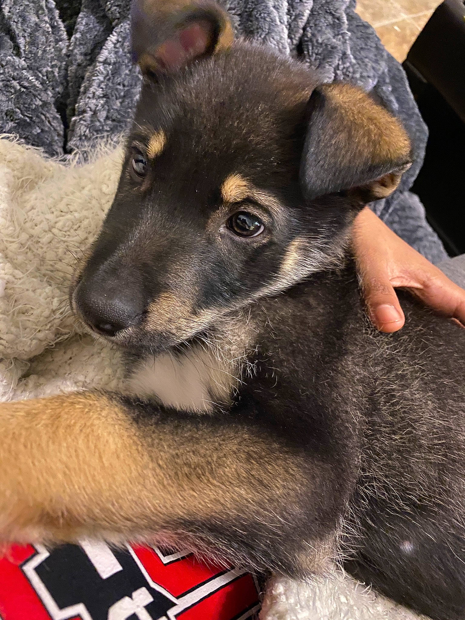 Bear joined the competition — help win amazing prizes! canidae, carnivore, dog, dog_breed, ear, mammal, potcake_dog, puppy, rare_breed_dog, snout, vertebrate