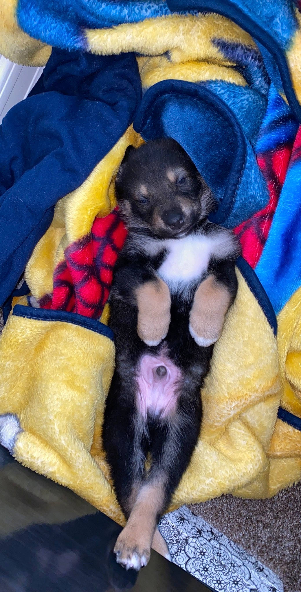 Bear joined the competition — help win amazing prizes! canidae, carnivore, companion_dog, dog, dog_breed, jagdterrier, miniature_pinscher, puppy, sporting_group