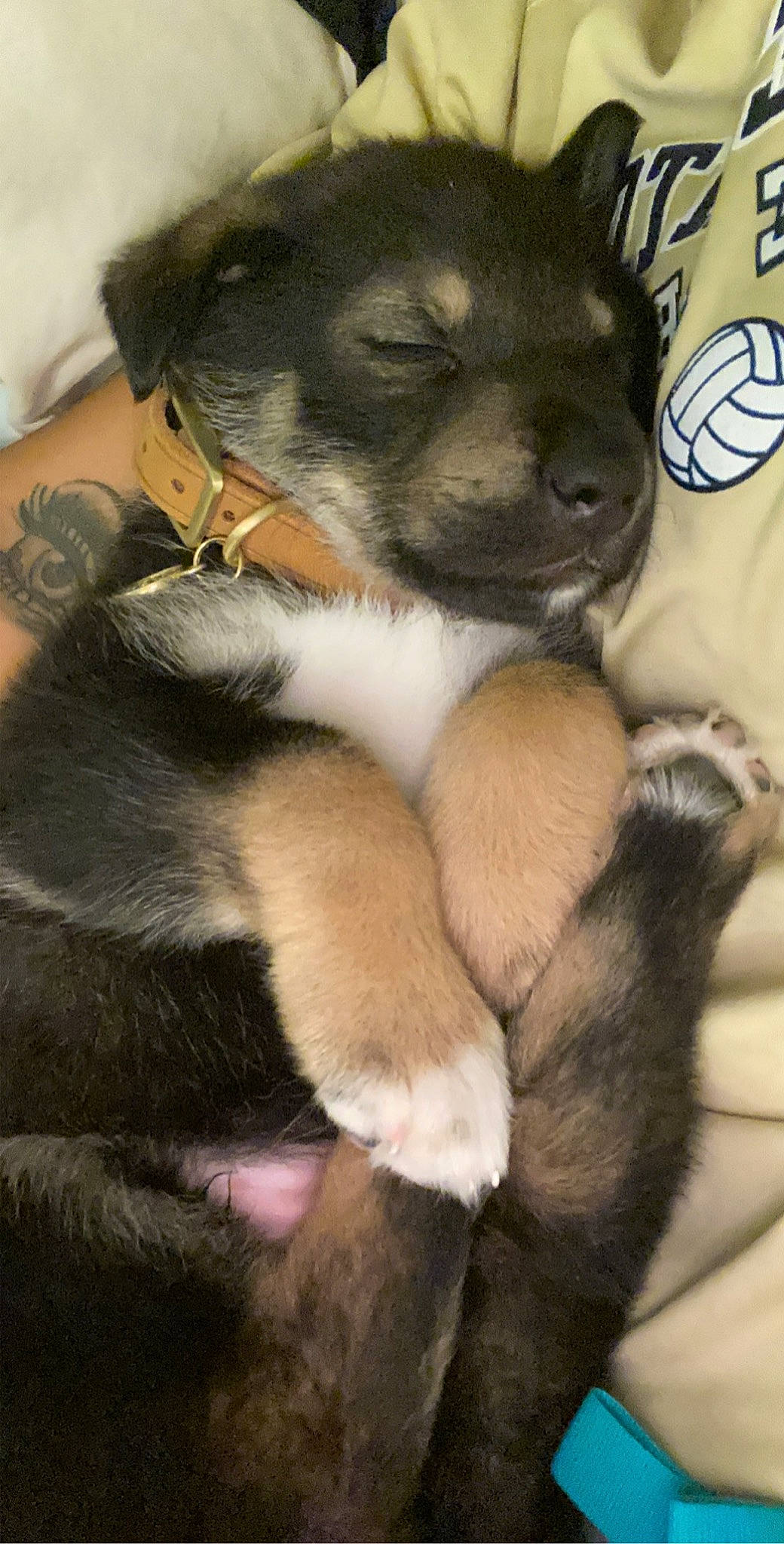 Bear is registered to the contest to win money with this photo: canidae, carnivore, dog, dog_breed, fawn, labrador_husky, mammal, puppy, puppy_love, siberian_husky, snout, vertebrate, wolfdog