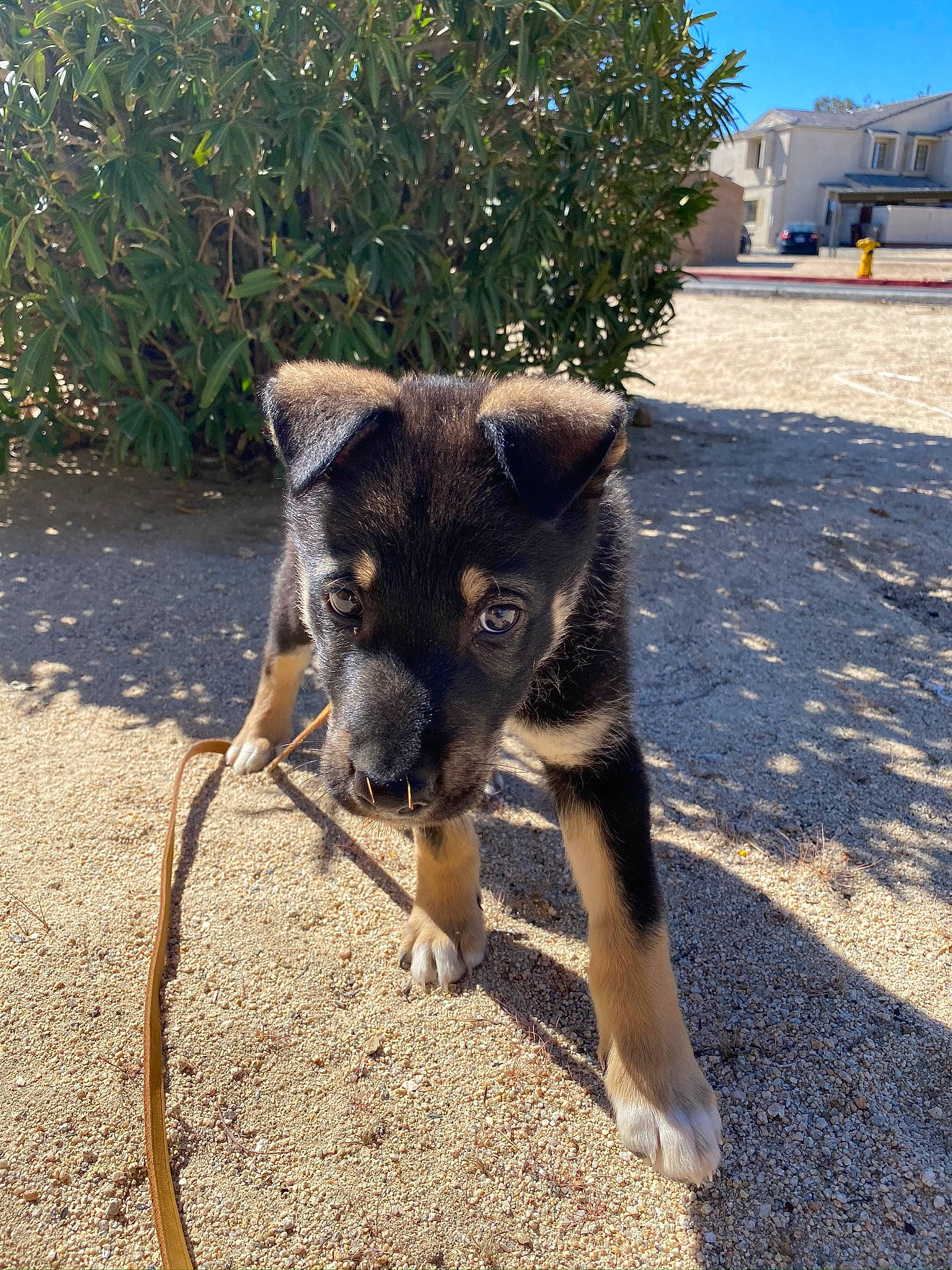 Bear is registered to the contest to win money with this photo: canidae, carnivore, dog, dog_breed, mammal, potcake_dog, puppy, snout, sporting_group, street_dog, vertebrate