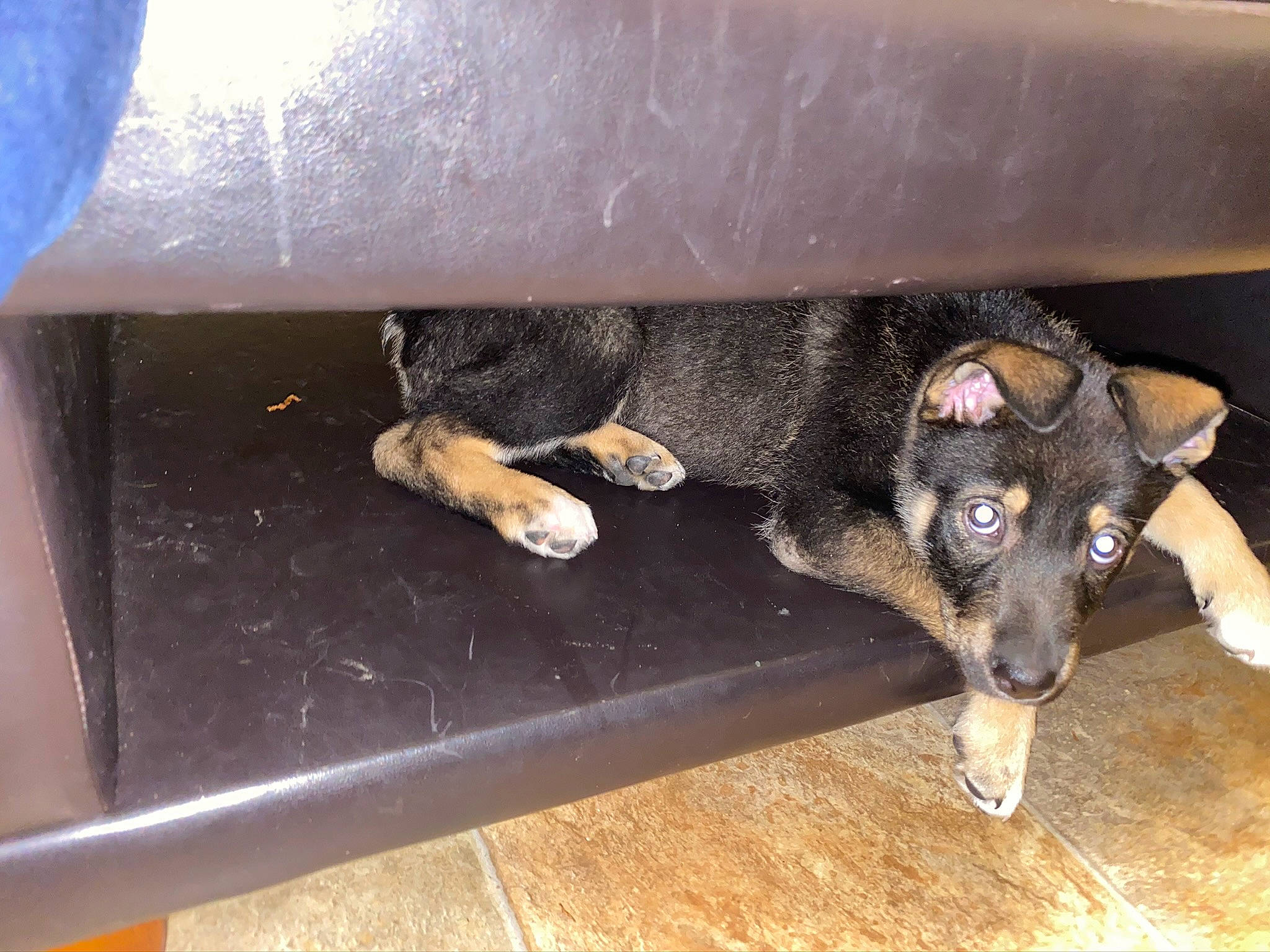 Bear is registered to the contest to win money with this photo: canidae, carnivore, dog, dog_breed, german_shepherd_dog, mammal, paw, snout