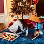 Oliver is registered to the contest to win money with this photo: dog, chef_hat, cookies, baking, christmas_tree, holiday_decorations, foil_tray, blue_quilt, mixing_bowl, wooden_spoon, indoor, festive, black_and_white_dog, pet, home, table, ornaments, holiday, cute, curious