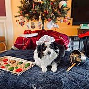 Oliver joined the competition — help win amazing prizes! dog, chef_hat, baking, cookie_dough, mixing_bowl, spatula, flour, blanket, christmas_tree, ornaments, holiday, indoor, festive, decorations, table, kitchen, pet, black_and_white, cute, cozy