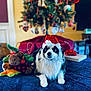 Oliver is registered to the contest to win money with this photo: dog, santa_hat, plush_toy, reindeer, christmas_tree, holiday, decorations, bed, blanket, indoor, festive, gift_box, red_bow, fur, pet, cute, animal, celebration, seasonal, relaxing